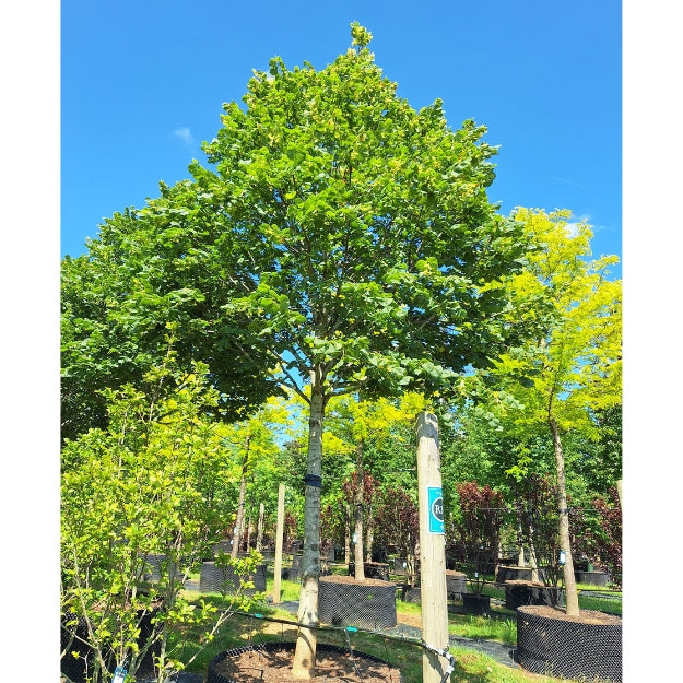 Tilia platyphyllos 'Prince's Street'