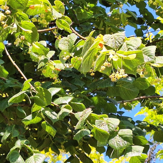 Tilia platyphyllos 'Prince's Street'