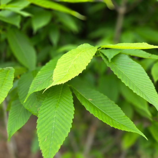 Acer carpinifolium
