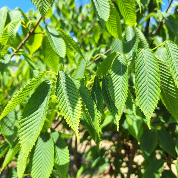 Acer carpinifolium