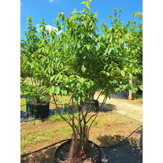 Acer carpinifolium
