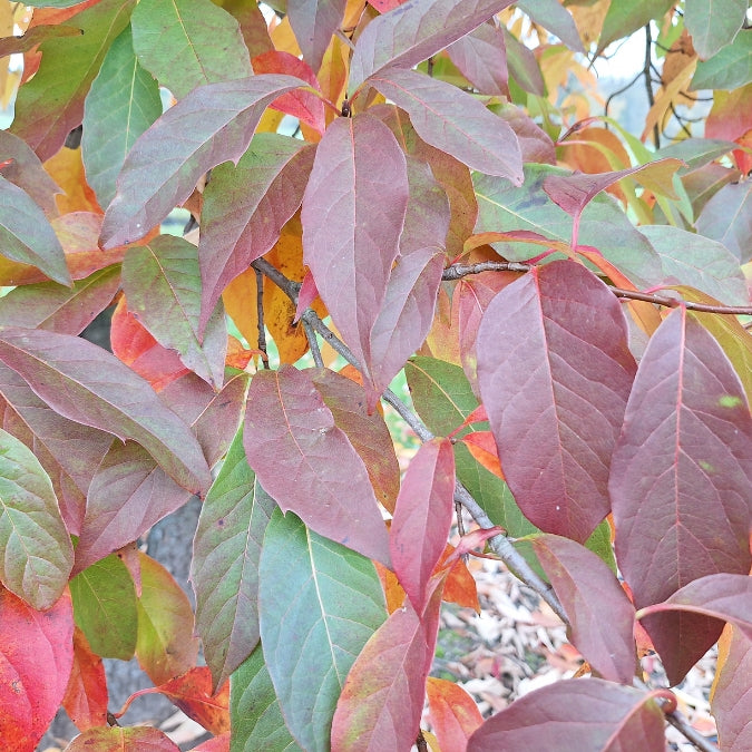 Nyssa sinensis