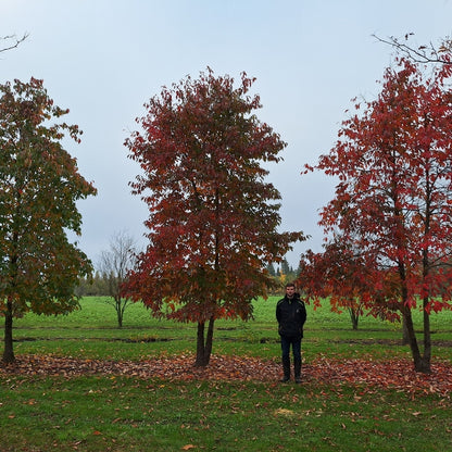 Nyssa sinensis