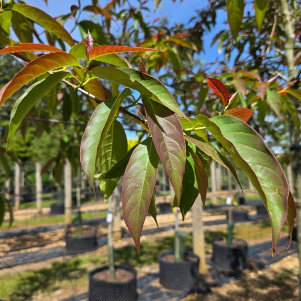 Nyssa sinensis