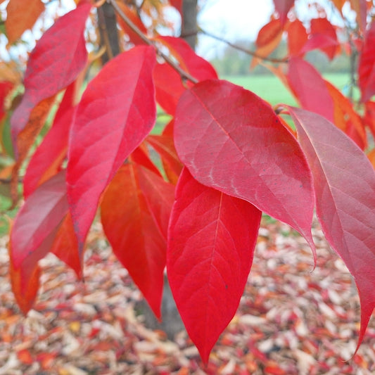 Nyssa sinensis