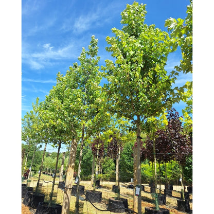 Acer rubrum 'Fairview Flame'