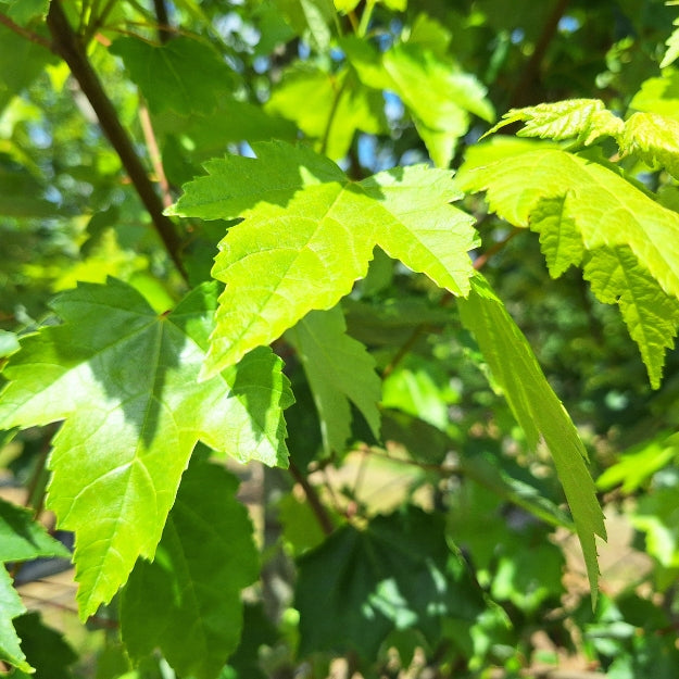 Acer rubrum 'Fairview Flame'