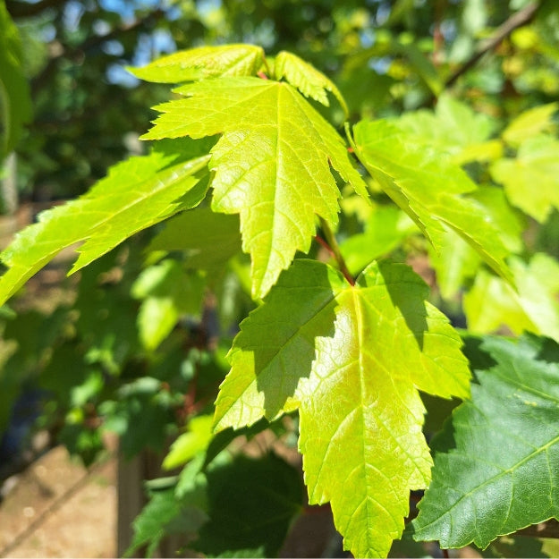 Acer rubrum 'Fairview Flame'