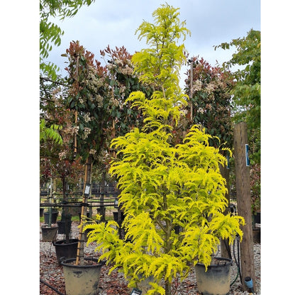 Gleditsia triacanthos 'Spectrum'