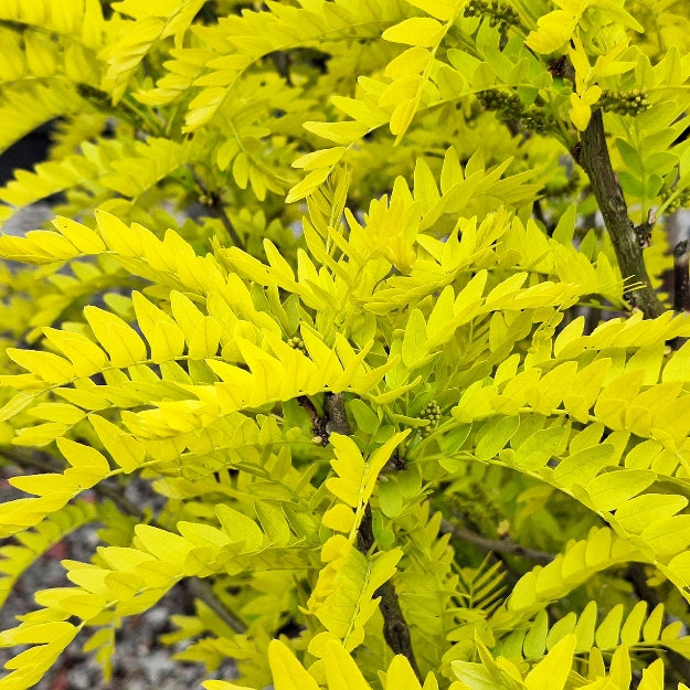 Gleditsia triacanthos 'Spectrum' – Majestic Trees