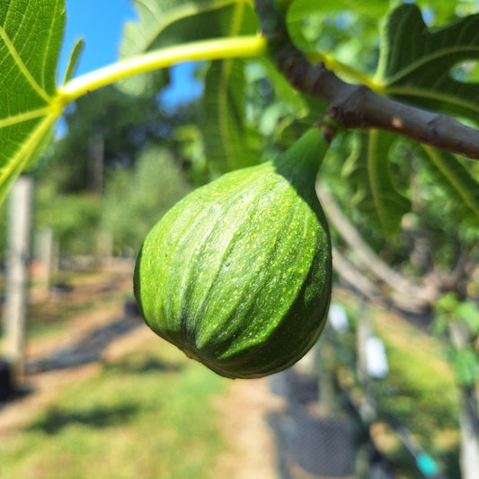 Ficus carica 'Portogallo'