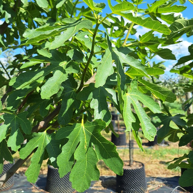 Ficus carica 'Portogallo'