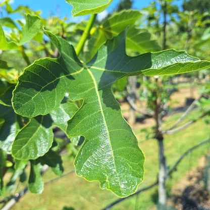 Ficus carica 'Portogallo'