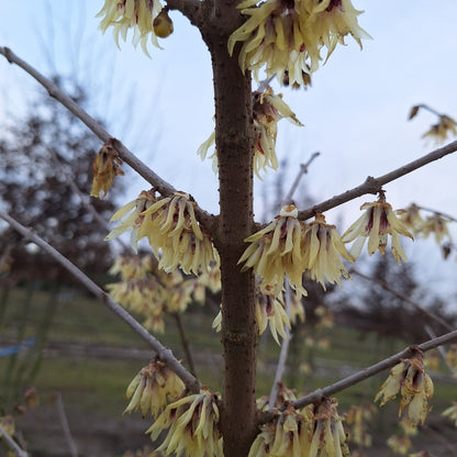 Chimonanthus praecox