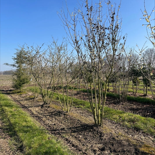 Chimonanthus praecox