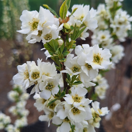 Exochorda × macrantha 'Niagara'