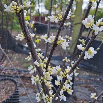 Cercis canadensis 'Royal White'