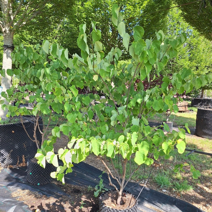 Cercis canadensis 'Royal White'