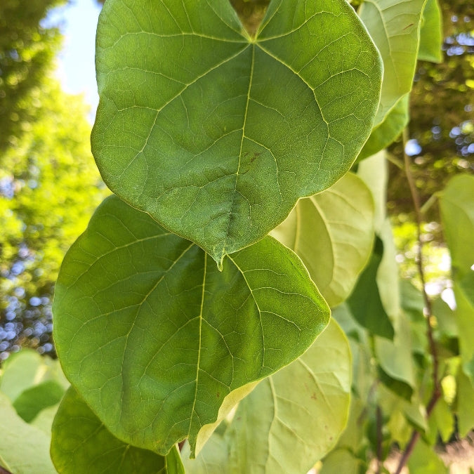 Cercis canadensis 'Royal White'