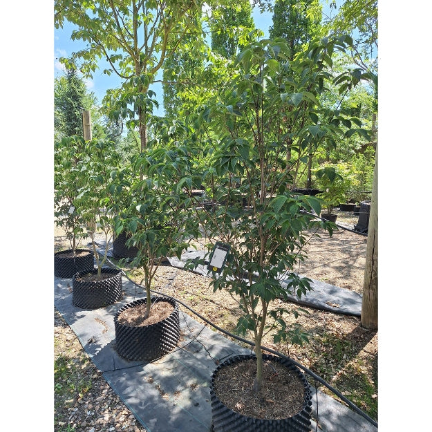 Cornus 'Constellation'