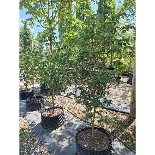 Cornus 'Constellation'