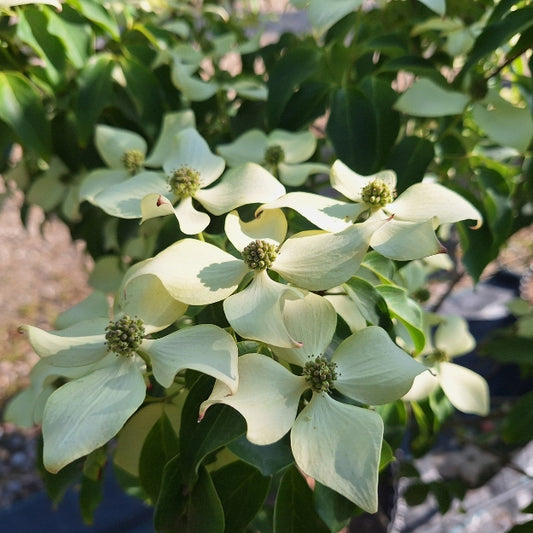 Cornus kousa 'Bodnant'
