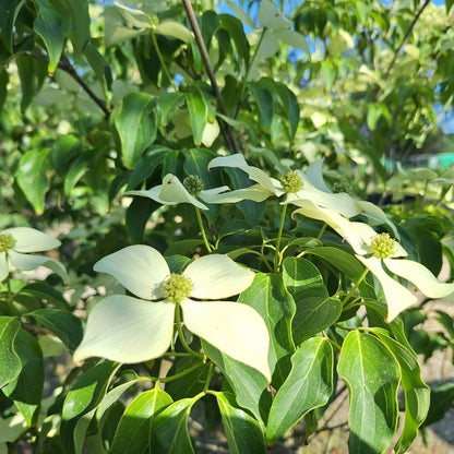 Cornus kousa 'Bodnant'