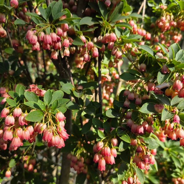 Enkianthus campanulatus 'Pagoda'