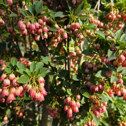 Enkianthus campanulatus 'Pagoda'