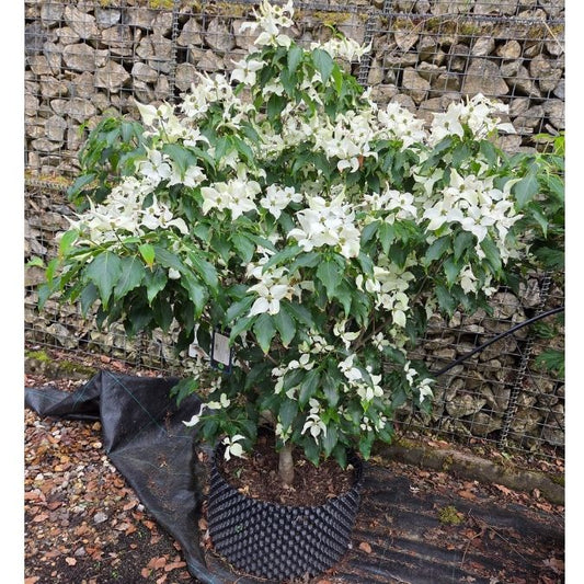 Cornus kousa 'Cherokee'