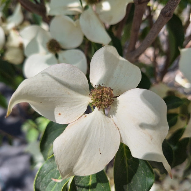 Cornus kousa 'Cherokee'