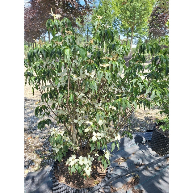 Cornus kousa 'Cherokee'