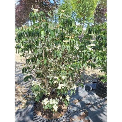 Cornus kousa 'Cherokee'