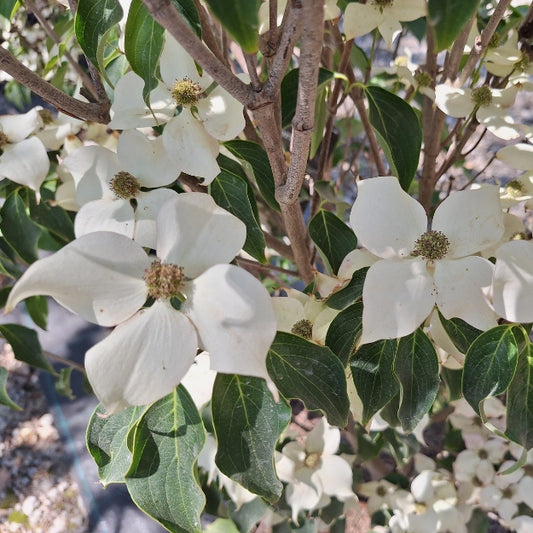 Cornus kousa 'Cherokee'