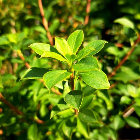 Enkianthus campanulatus