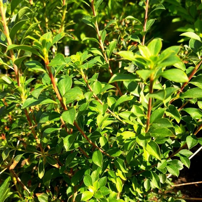 Enkianthus campanulatus
