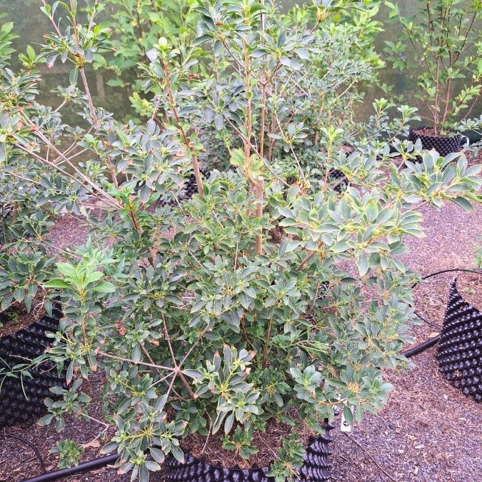 Enkianthus campanulatus
