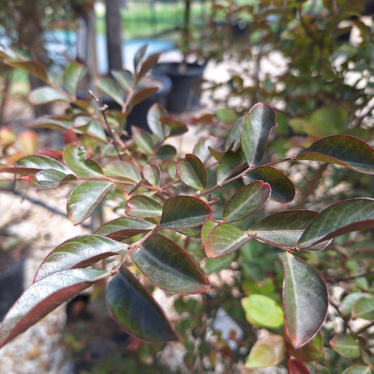 Lagerstroemia 'Acoma'