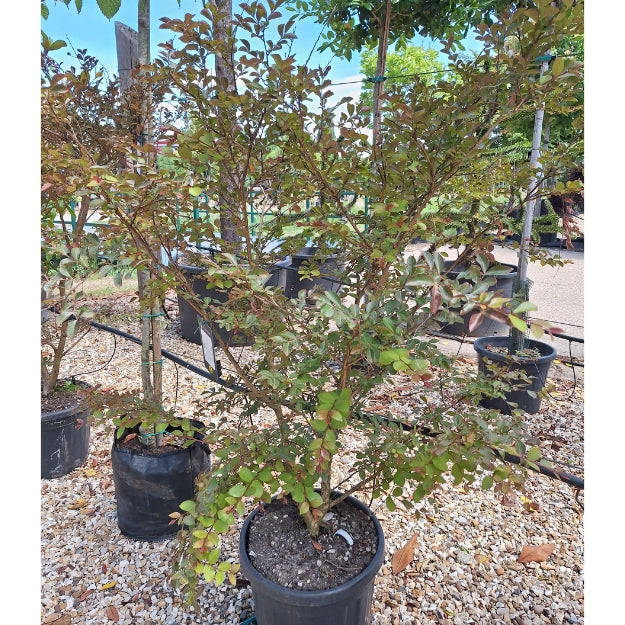 Lagerstroemia 'Acoma'