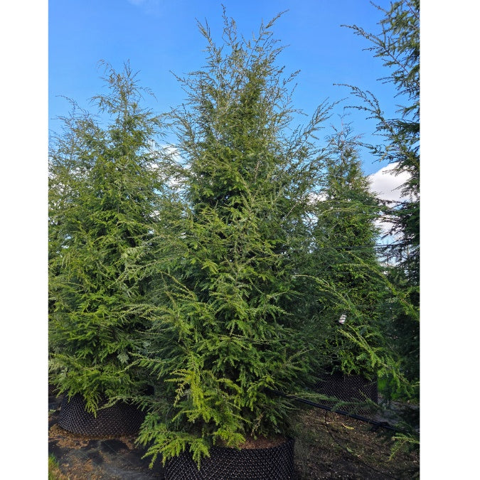 Tsuga heterophylla