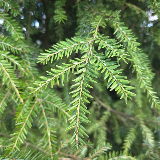 Tsuga heterophylla