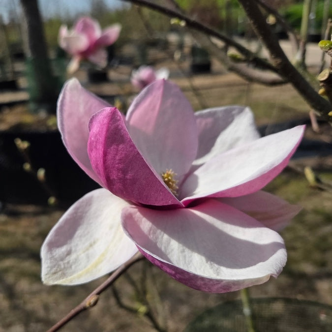 Magnolia × soulangeana 'Rustica Rubra'