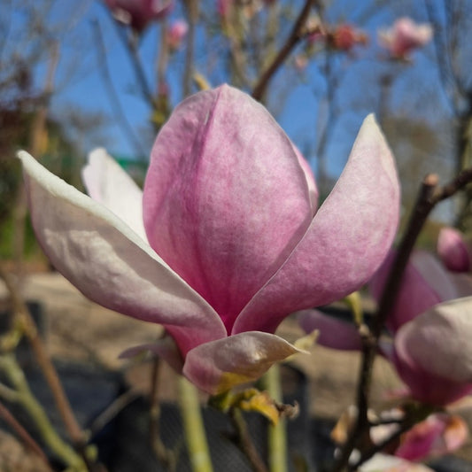 Magnolia × soulangeana 'Rustica Rubra'