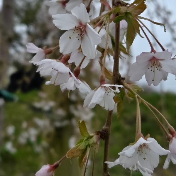 Prunus × subhirtella 'Pendula'