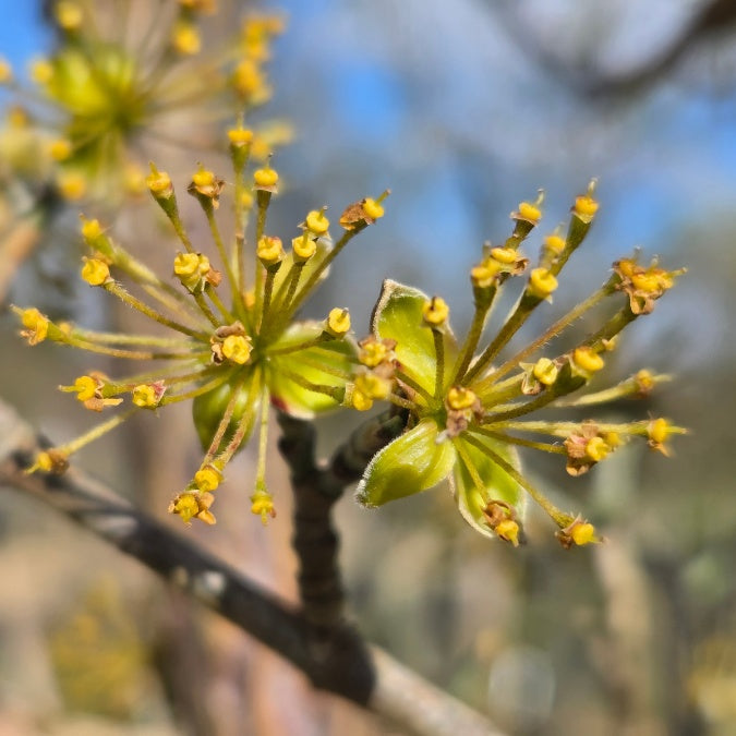Cornus officinalis