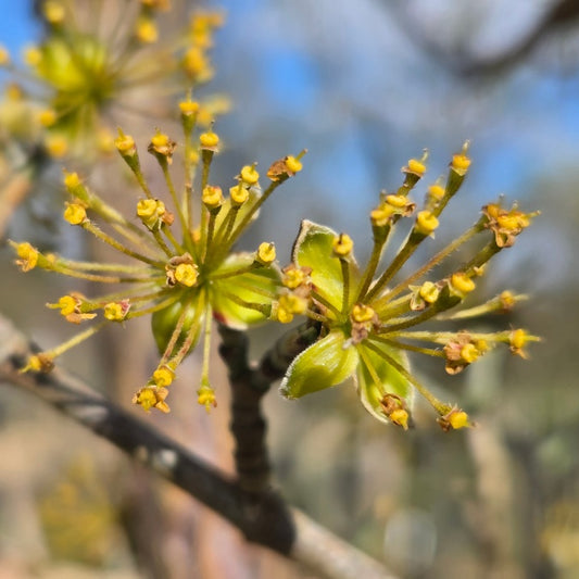 Cornus officinalis