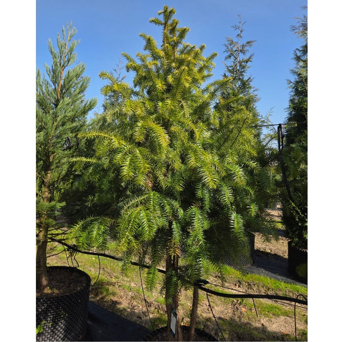 Cunninghamia lanceolata