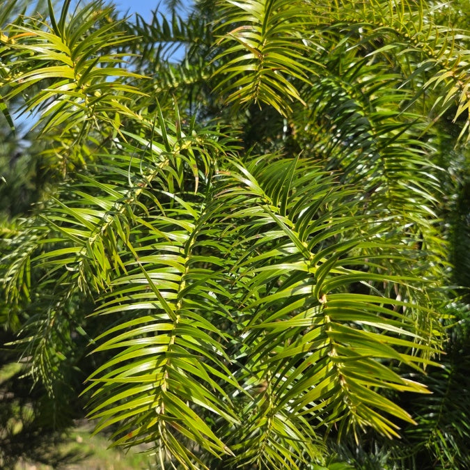 Cunninghamia lanceolata