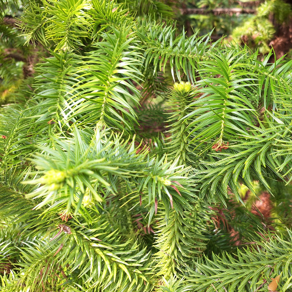 Cunninghamia lanceolata