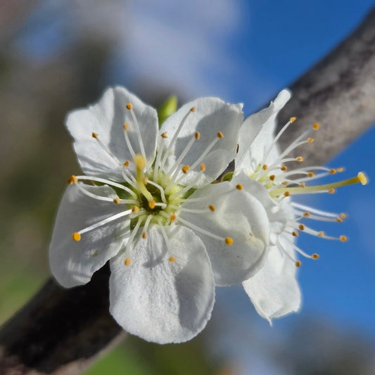 Prunus domestica 'Stella's Star'